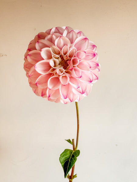 Dahlia Tubers Genova