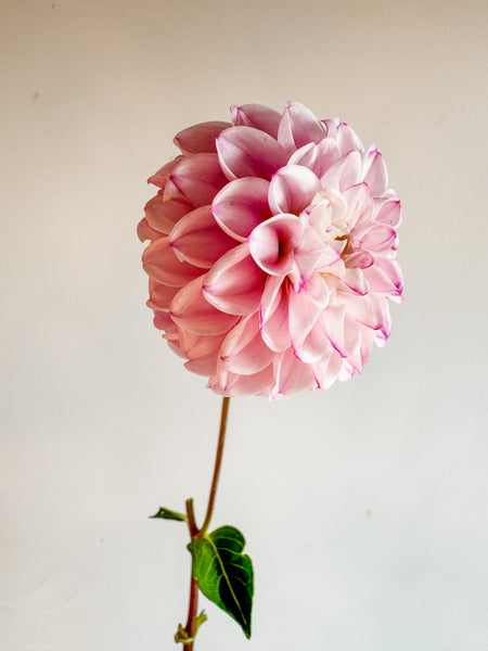 Dahlia Tubers Genova