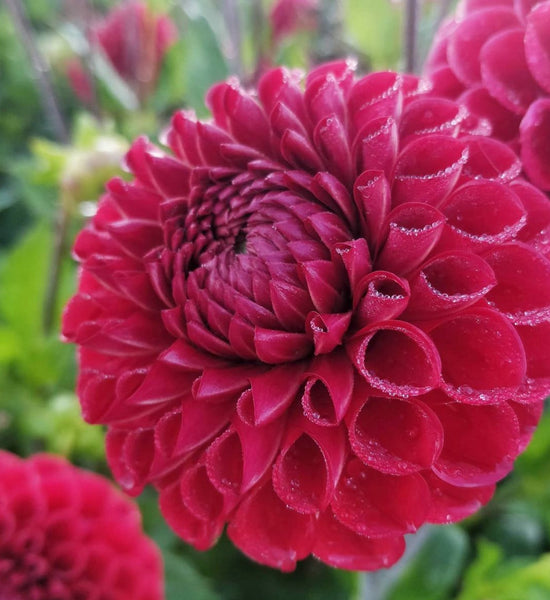 Dahlia Tuber Cornel