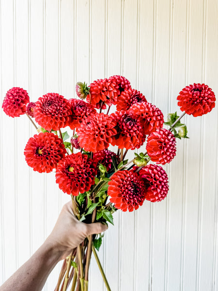 Dahlia Tuber Cornel
