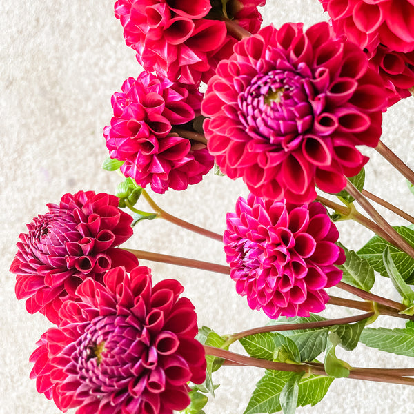 Dahlia Tubers Ivanetti