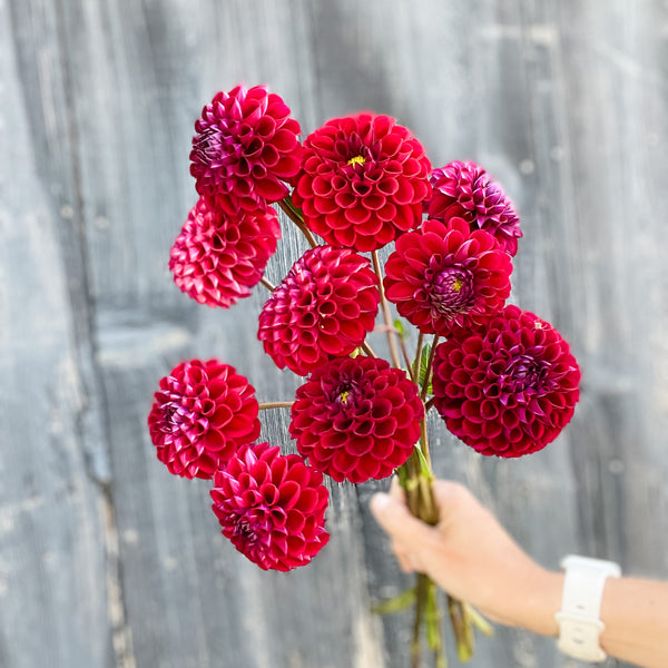 Dahlia Tubers Ivanetti