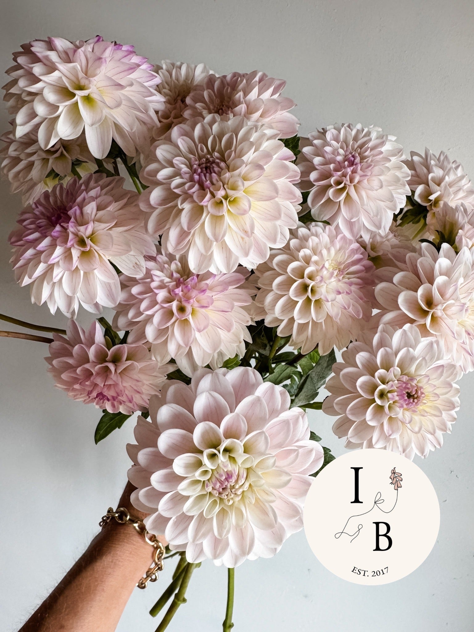 Dahlia Tuber Last Dance