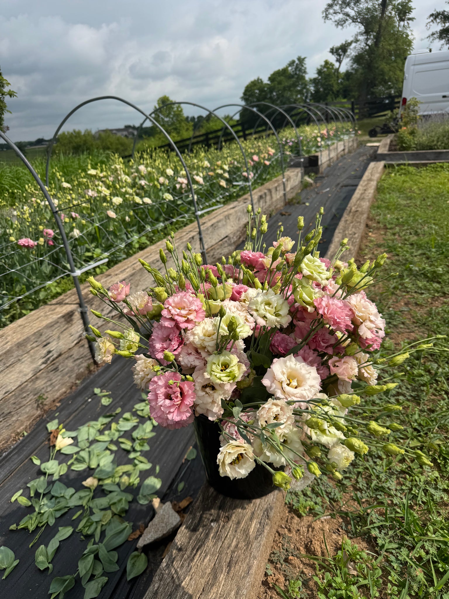 Lisianthus Bouquet Delivery Lexington