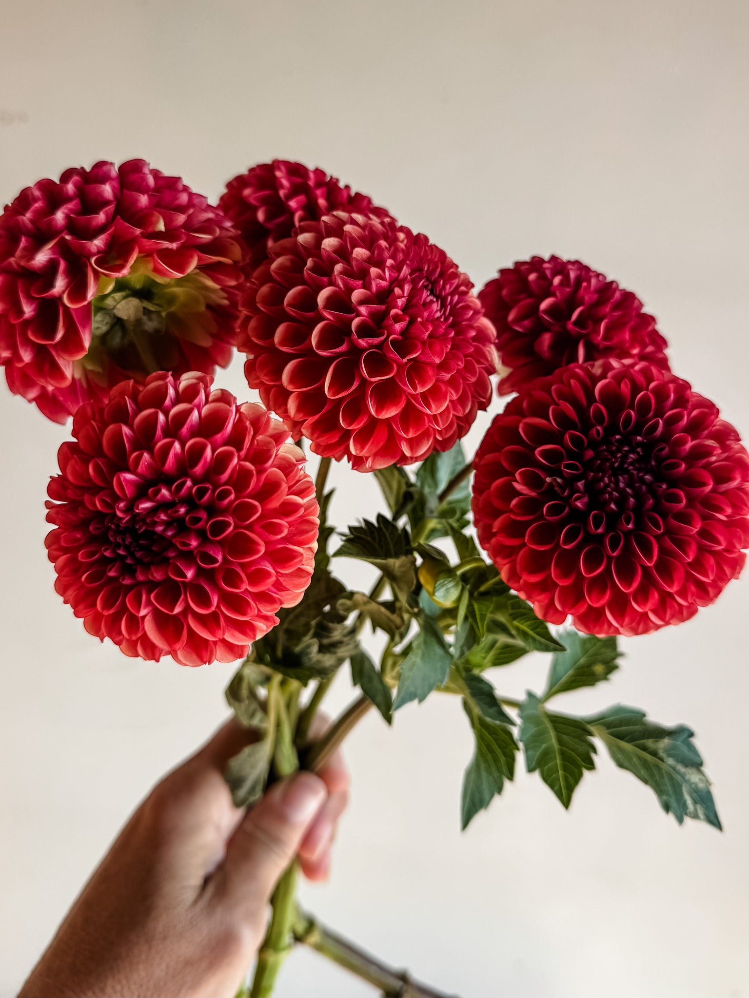 Dahlia Tuber Copper Boy