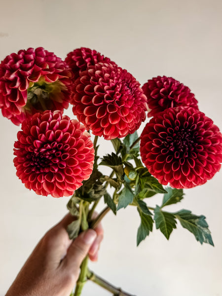 Dahlia Tuber Copper Boy