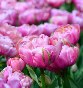 Amazing Grace Tulip Bulbs Rose Pink