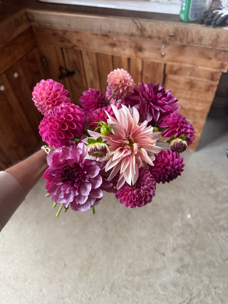 Dahlia Tubers Caitlin's Joy