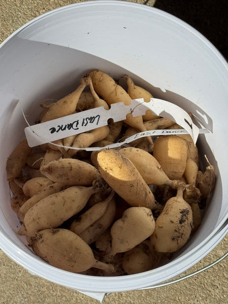 Dahlia Tuber Last Dance