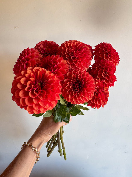 Dahlia Tuber Brown Sugar