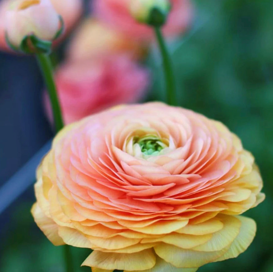 Ranunculus LaBelle Salmon Bulbs (20 Corms)