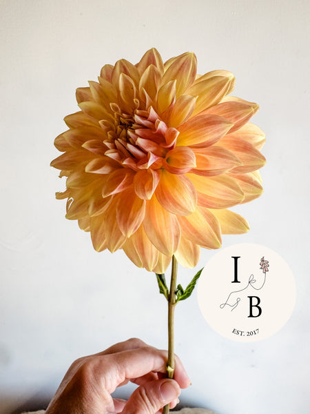 Dahlia Tuber Miss Amara