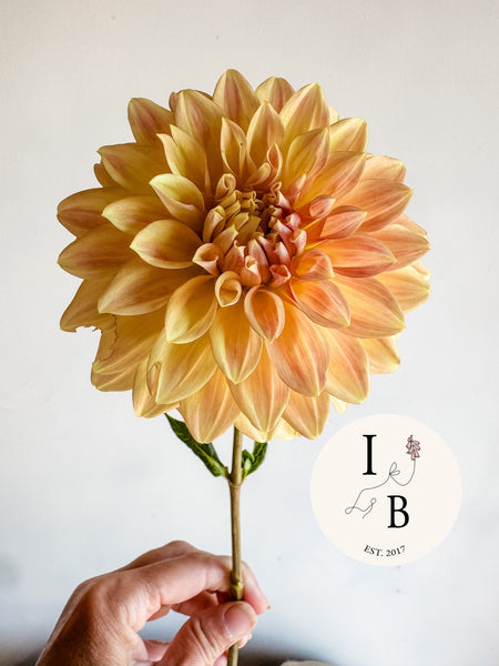 Dahlia Tuber Miss Amara