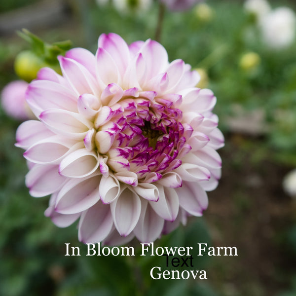 Dahlia Tubers Genova (Shipping in March)