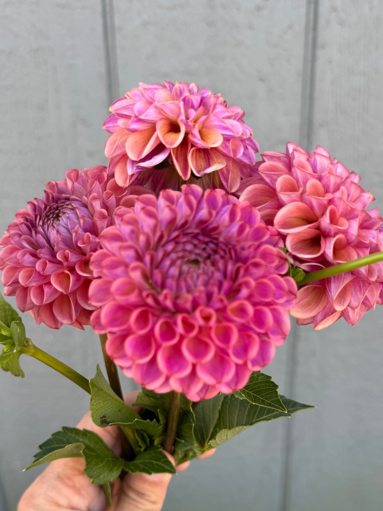 Dahlia Tubers Caitlin's Joy