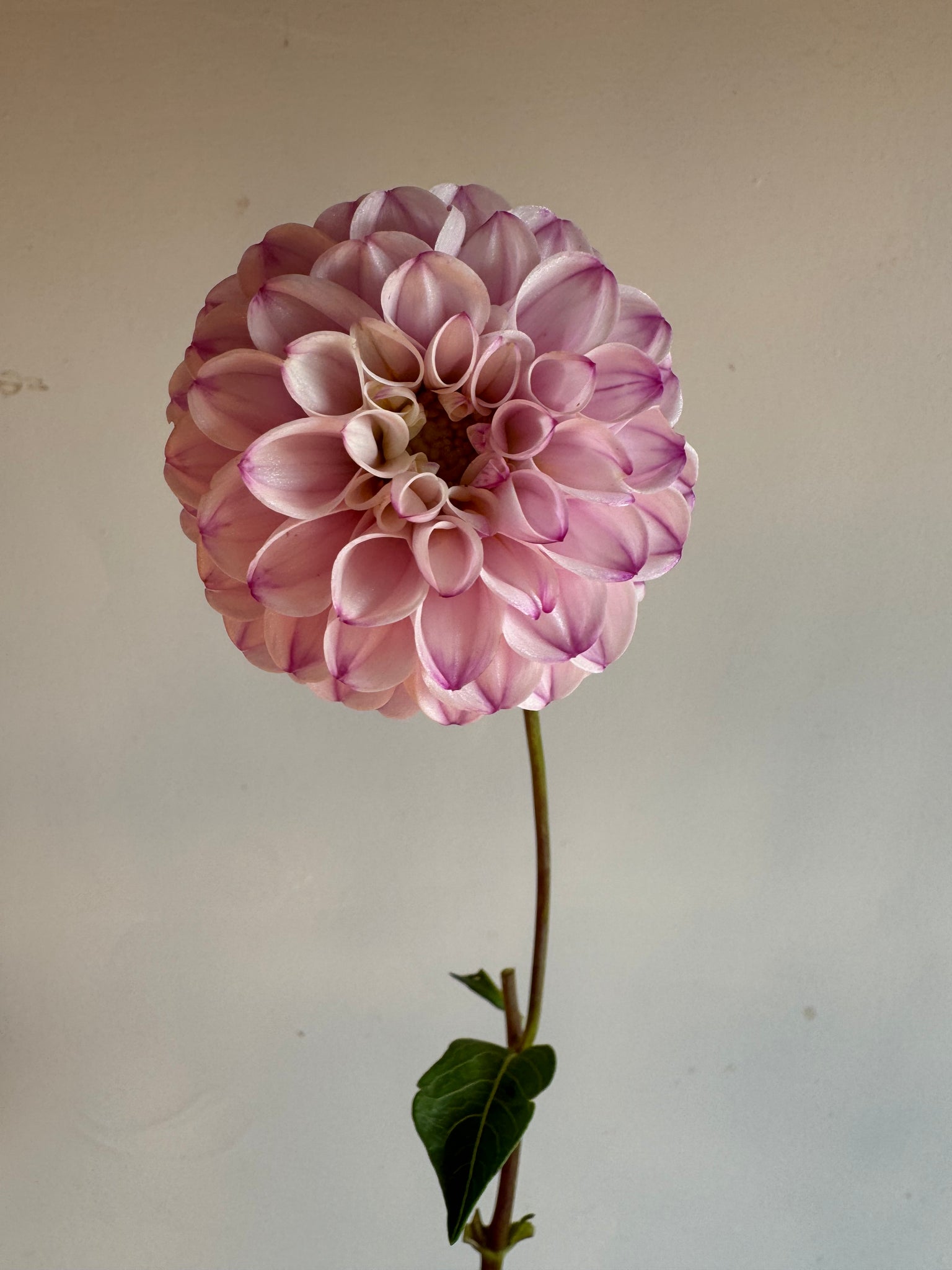 Dahlia Tubers Genova