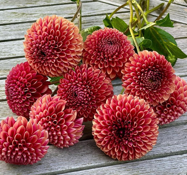 Dahlia Tuber Copper Boy