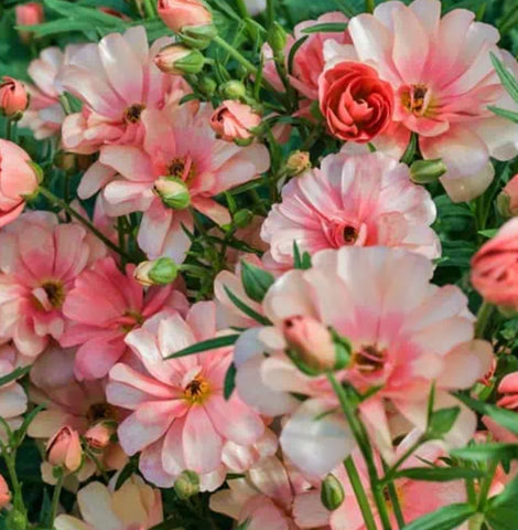 Butterfly Ranunculus Eris Bulbs (5 Corms) September