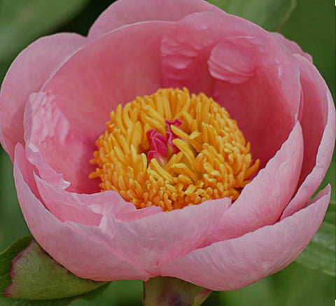 Peony Soft Salmon Saucer Bare Root (Shipping Nov.4)