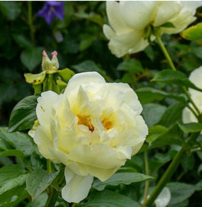 Peony Lemon Chiffon Bare Root