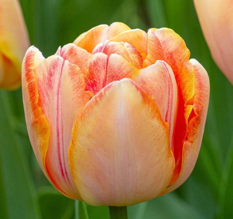 Charming Beauty Tulip Bulbs