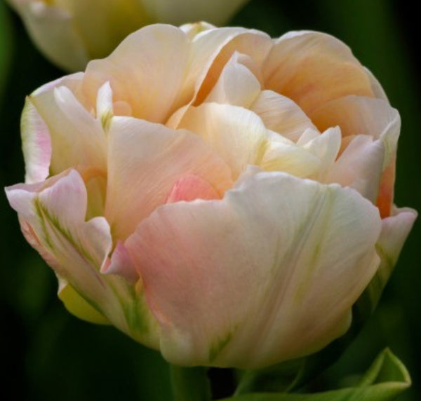 Pre-Cooled and Pre-Chilled Tulip Bulbs (Shipping Nov.4) 20 Bulbs