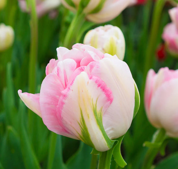 Pre-Cooled and Pre-Chilled Tulip Bulbs (Shipping Nov.4) 20 Bulbs