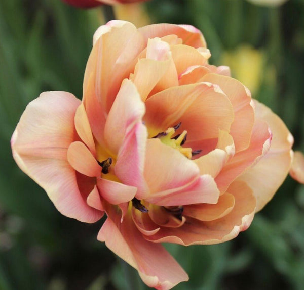 Pre-Cooled and Pre-Chilled Tulip Bulbs (Shipping Nov.4) 20 Bulbs