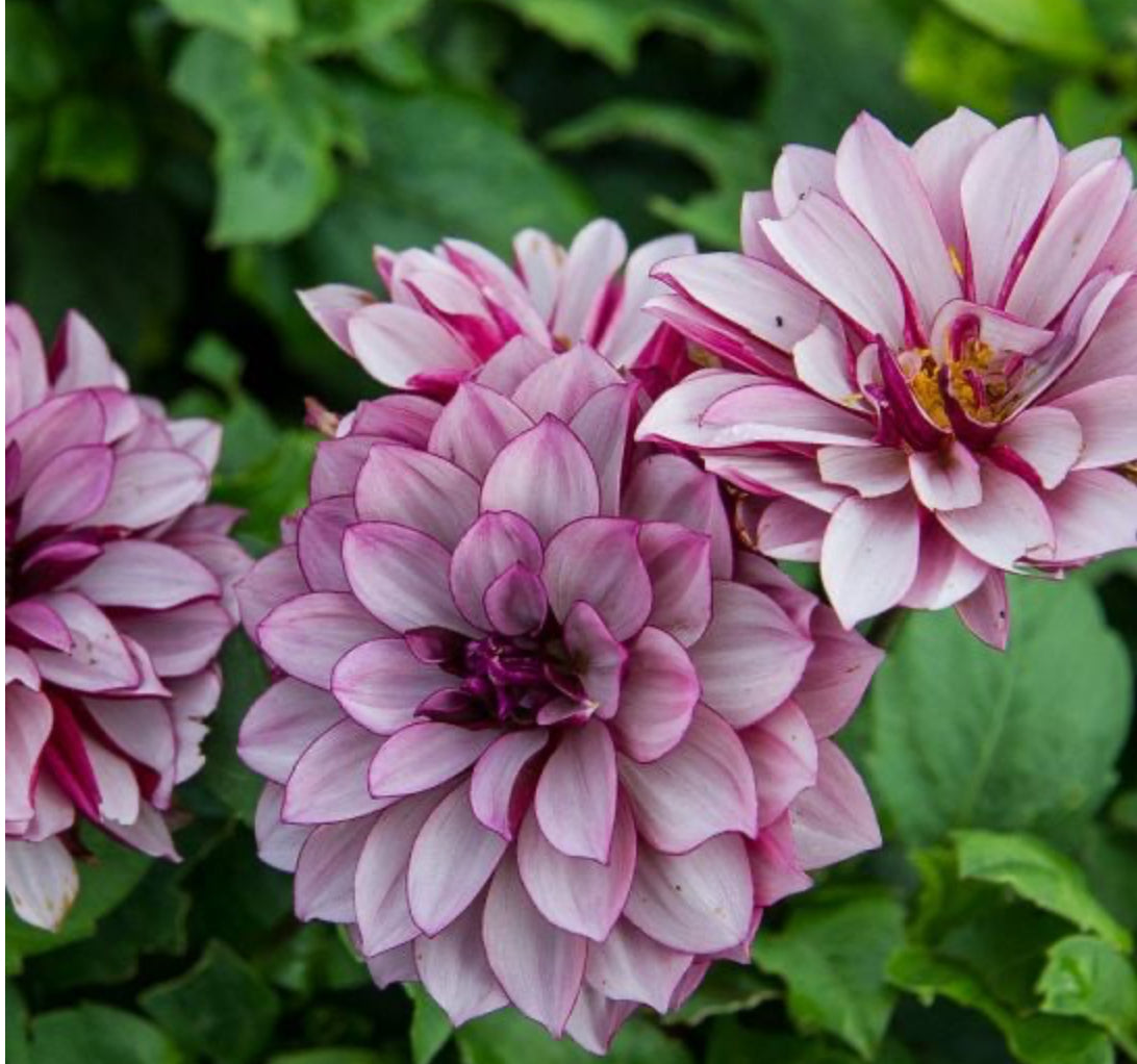 Dahlia Tubers Creme De Cassis