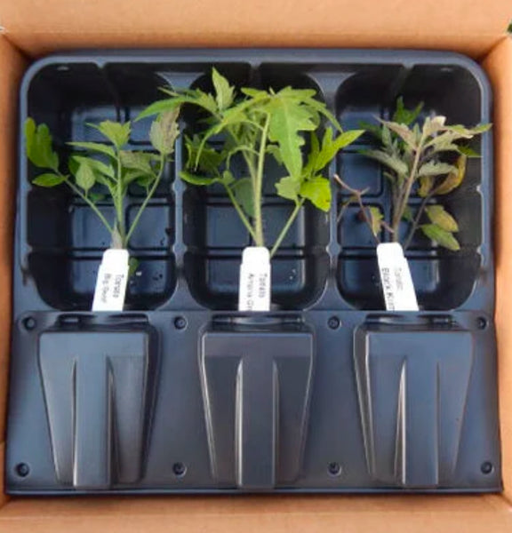 Lisianthus Plant Starts 6 pack (Pre-Order Shipping in April)