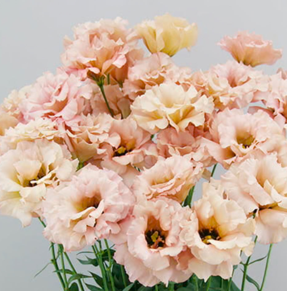 Lisianthus Plant Starts 6 pack (Pre-Order Shipping in April)