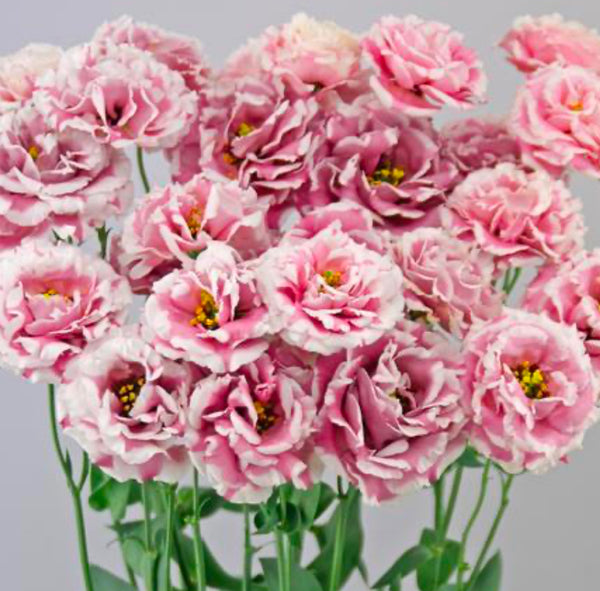 Lisianthus Plant Starts 6 pack (Pre-Order Shipping in April)