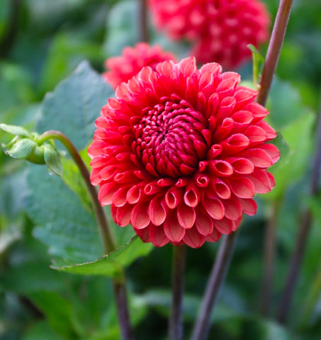 Dahlia Tuber Brown Sugar