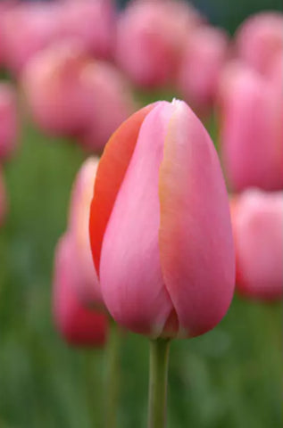 Menton Tulip Bulbs