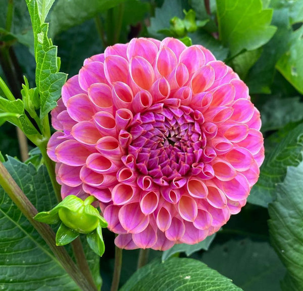 Dahlia Tubers Caitlin's Joy