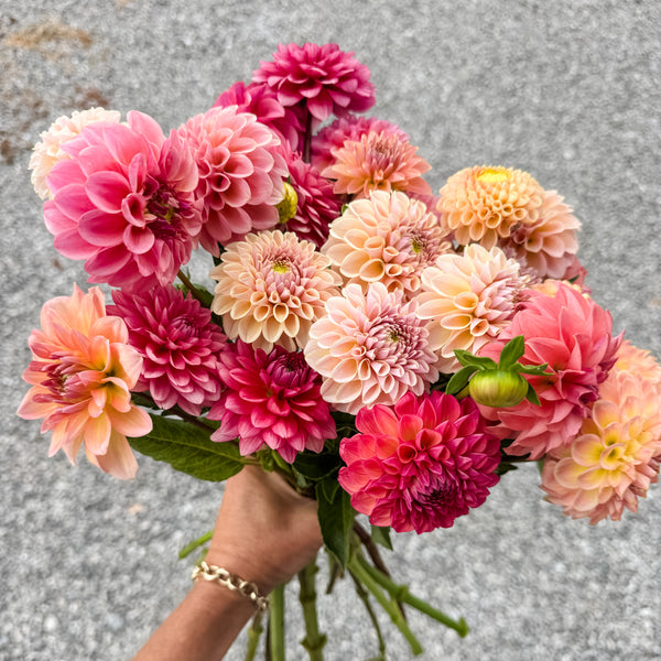 In Bloom Dahlia Tuber Gift Card