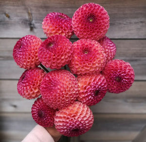 Dahlia Tubers Burlesca