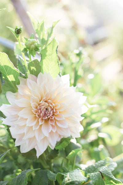 Dahlia Tuber Cafe Collection (5 Varieties)