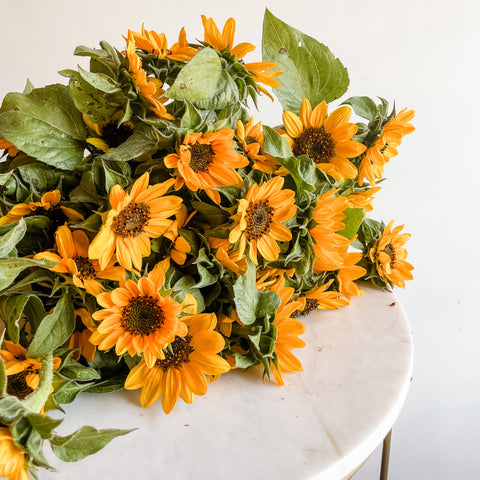 Sunflower Subscription 2023 (6 Weeks)