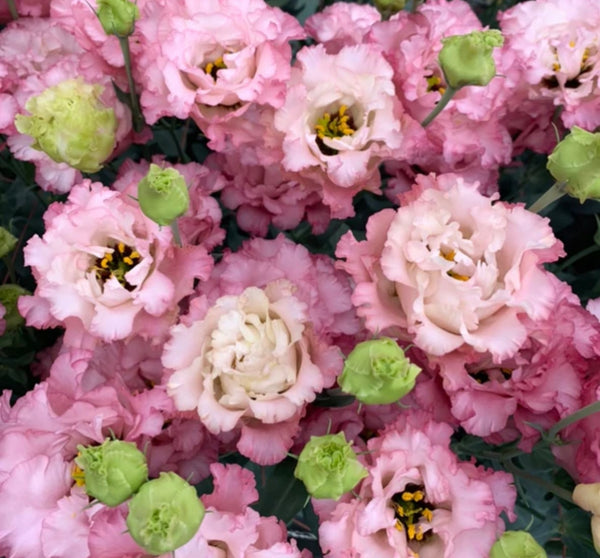 2025 Lisianthus Bouquet Subscription July (4 Weeks)