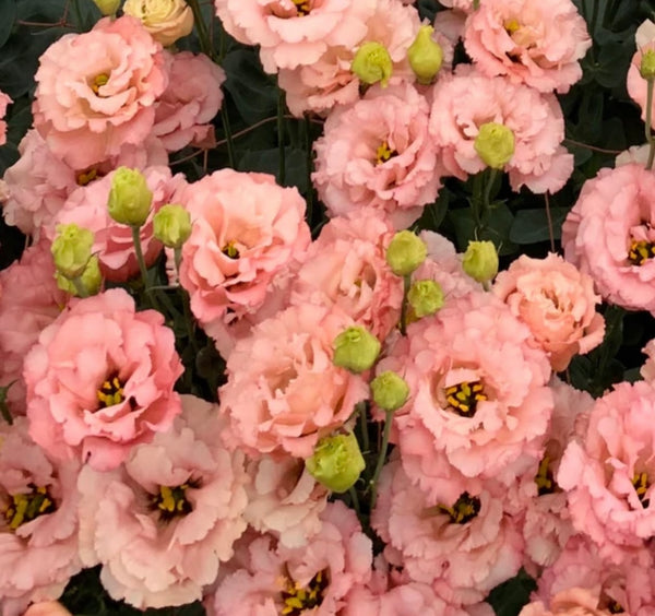 2025 Lisianthus Bouquet Subscription July (4 Weeks)